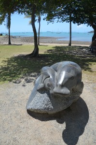 Dugong at Airlie Beach