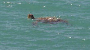 Finally, a real life turtle