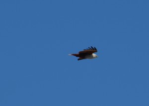 Sea Eagle in flight