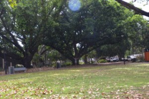 Christie Adams under a large tree in Darwin