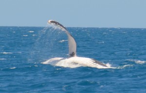 Whale showing off