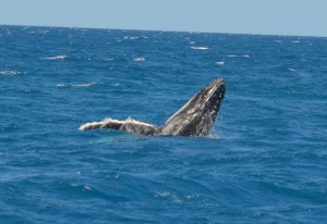 Whale breach