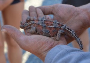 Thorny Dragon found near Uluru Australian outback