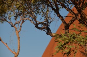 Tree of life hot desert in Australian outback