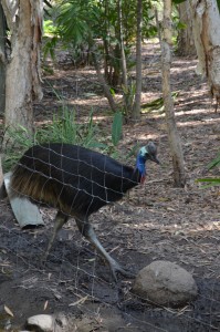 Cassowary bird