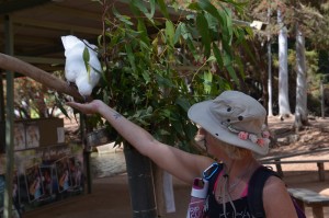 Christie Adams feeding a large white bird