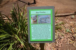 Sign about Ray Charles the Koala