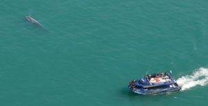 Whale watching Boat