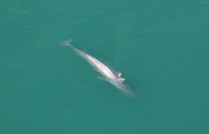 Blue Whale