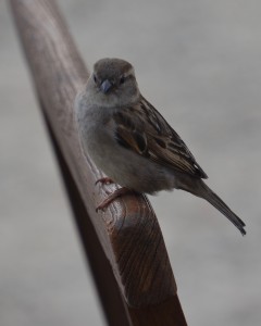 Sparrow on a seat back