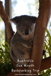 Australia itinerary - Koala in a tree