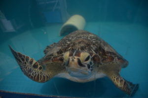 Turtle at Reef HQ, Australia