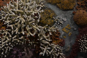 Damien Hirst - coral