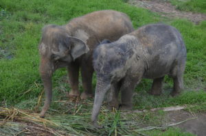 Baby elephants