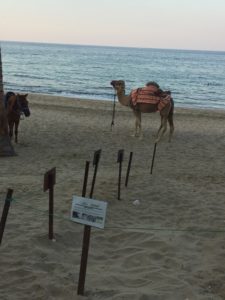 Turtle nest and camel on Oman beach
