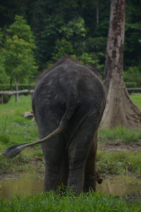 elephant behind